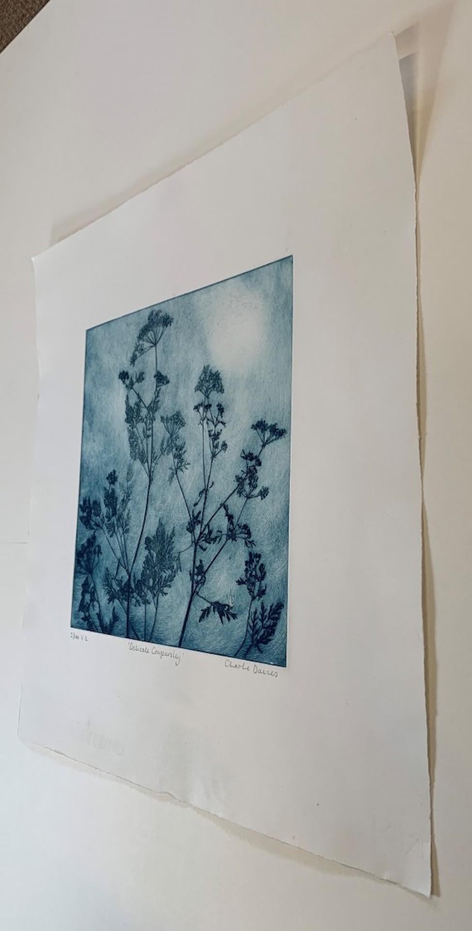 Delicate Cowparsley, Limited Edition Etching Print, Blue Floral art, Real Flower For Sale 2