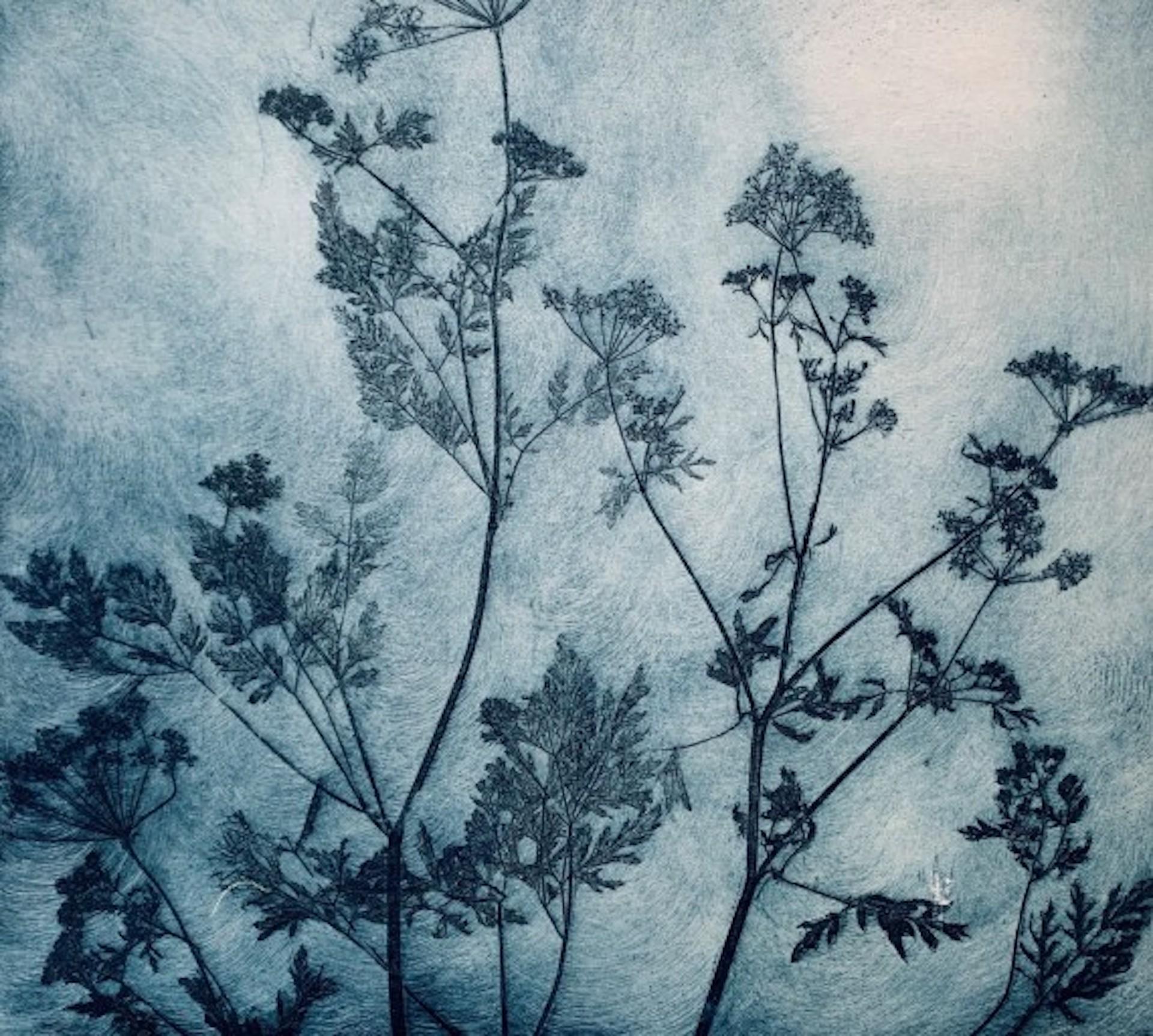 Charlie Davies Still-Life Print – Delicate Cowparsley, limitierte Auflage, Radierungsdruck, blauer Blumendruck, echte Blume, geblümte Kunst