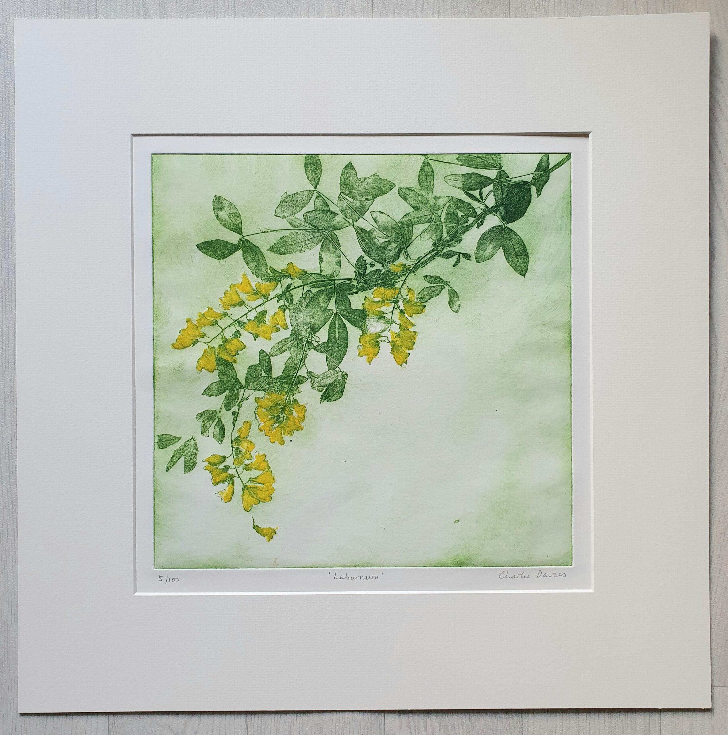 Charlie Davies Figurative Print - Laburnum