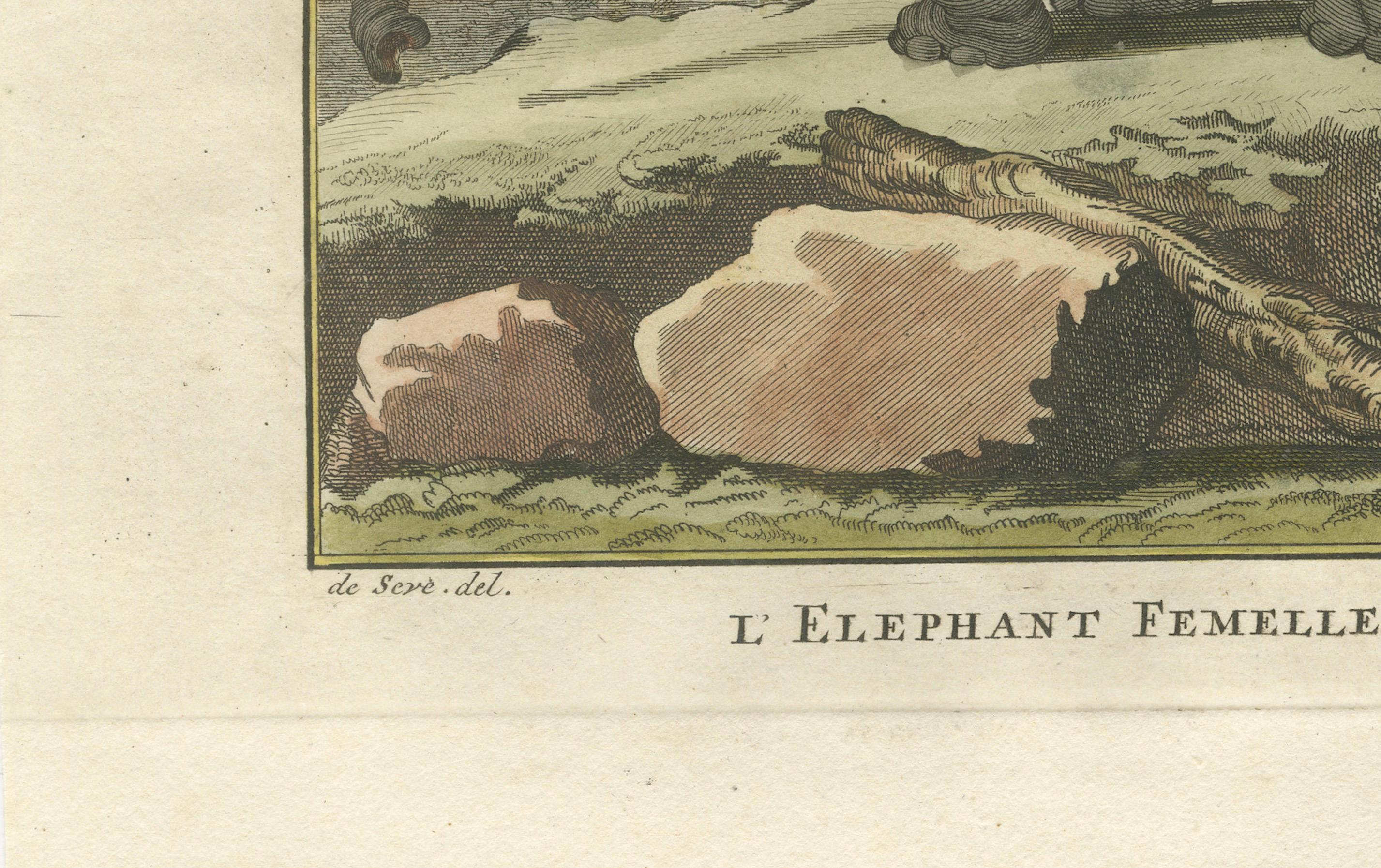 Charming Elephant Pair, Antique Hand-Colored Prints by Buffon, 1769