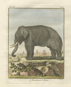 Charming Elephant Pair, Antique Hand-Coloured Prints by Buffon, 1769