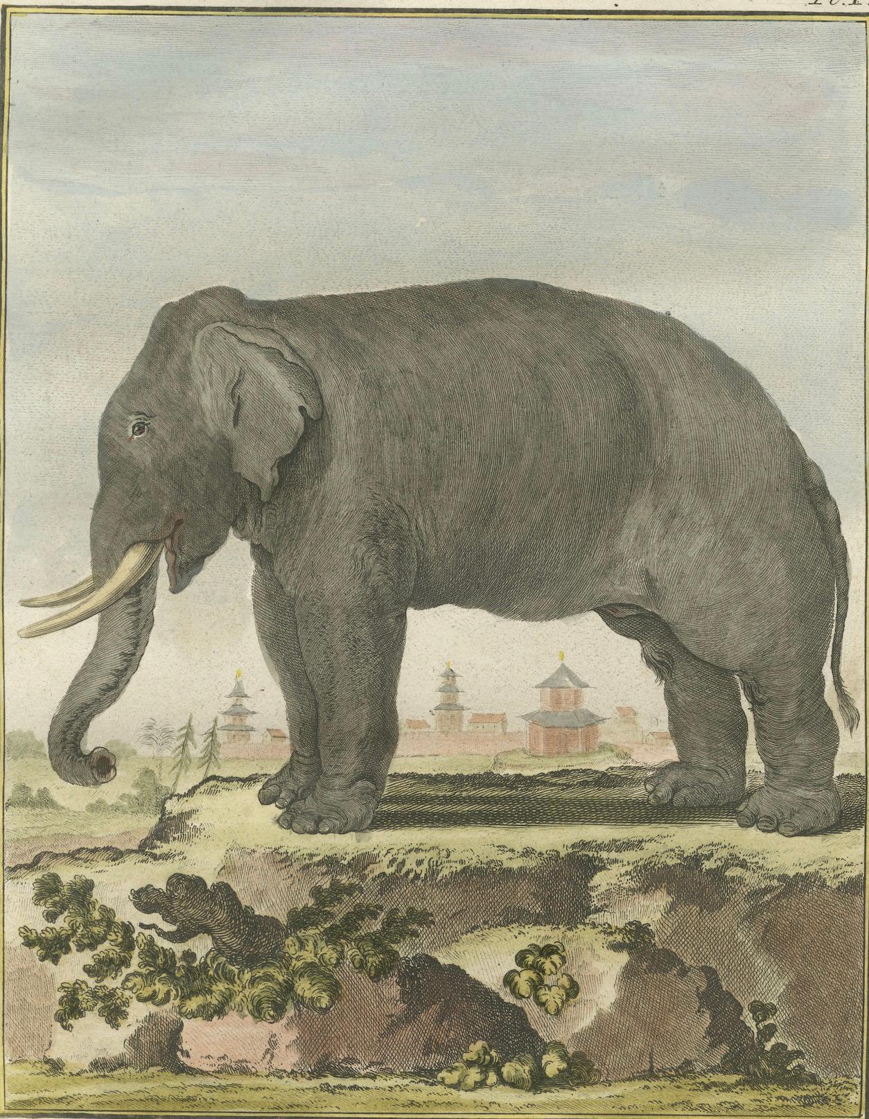 Charming Elephant Pair, Antique Hand-Coloured Prints by Buffon, 1769
