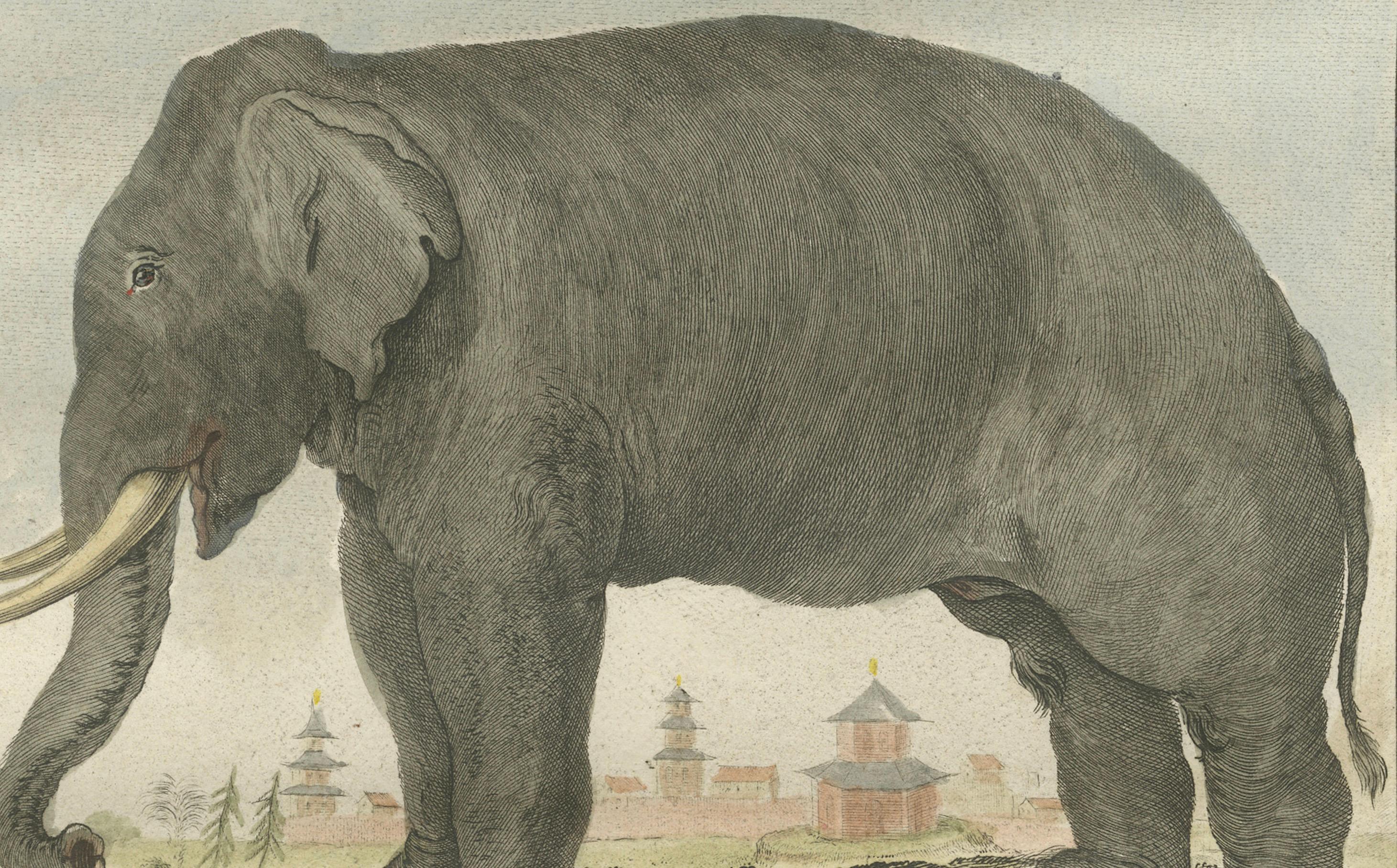 Charming Elephant Pair, Antique Hand-Coloured Prints by Buffon, 1769