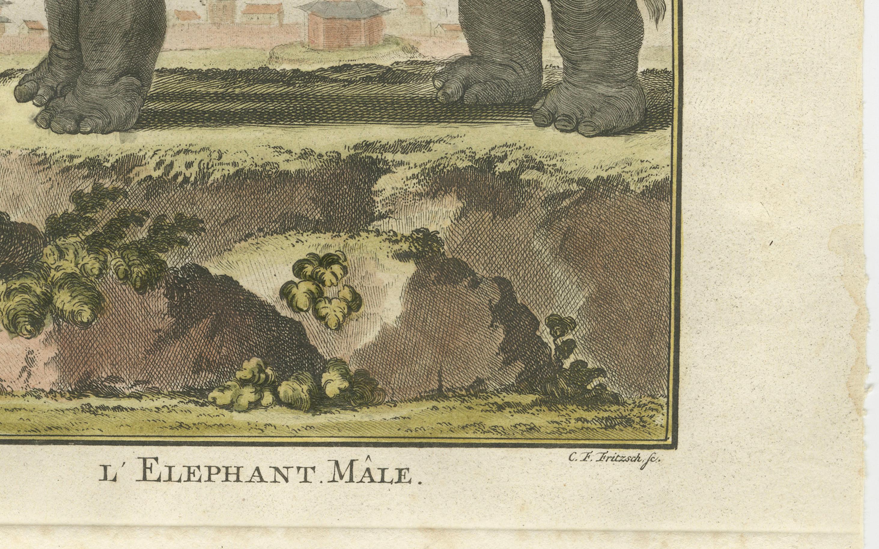 Charming Elephant Pair, Antique Hand-Coloured Prints by Buffon, 1769