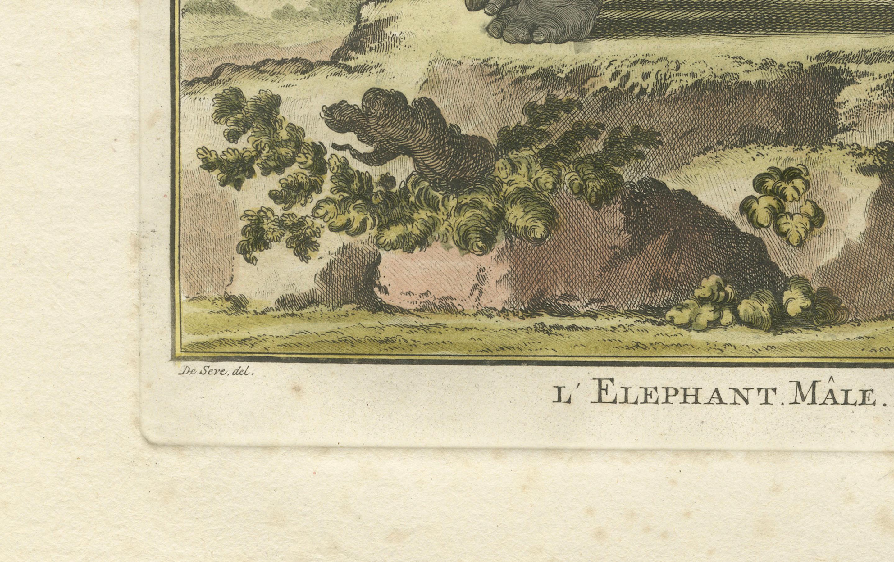 Charming Elephant Pair, Antique Hand-Coloured Prints by Buffon, 1769