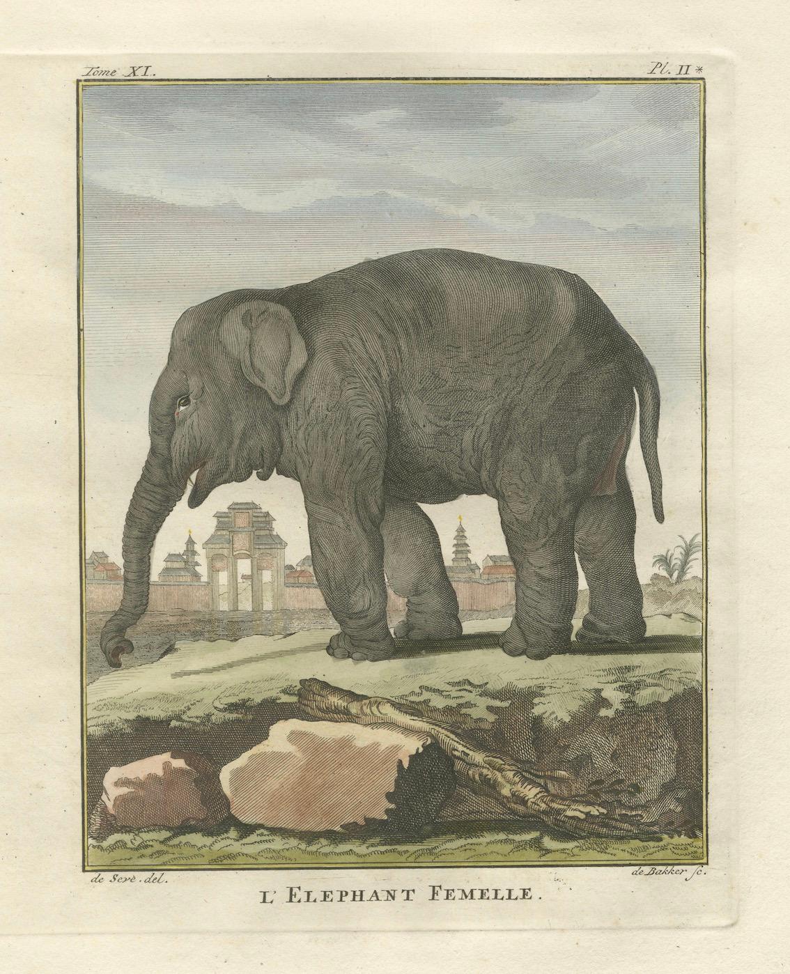 Charming Elephant Pair, Antique Hand-Coloured Prints by Buffon, 1769