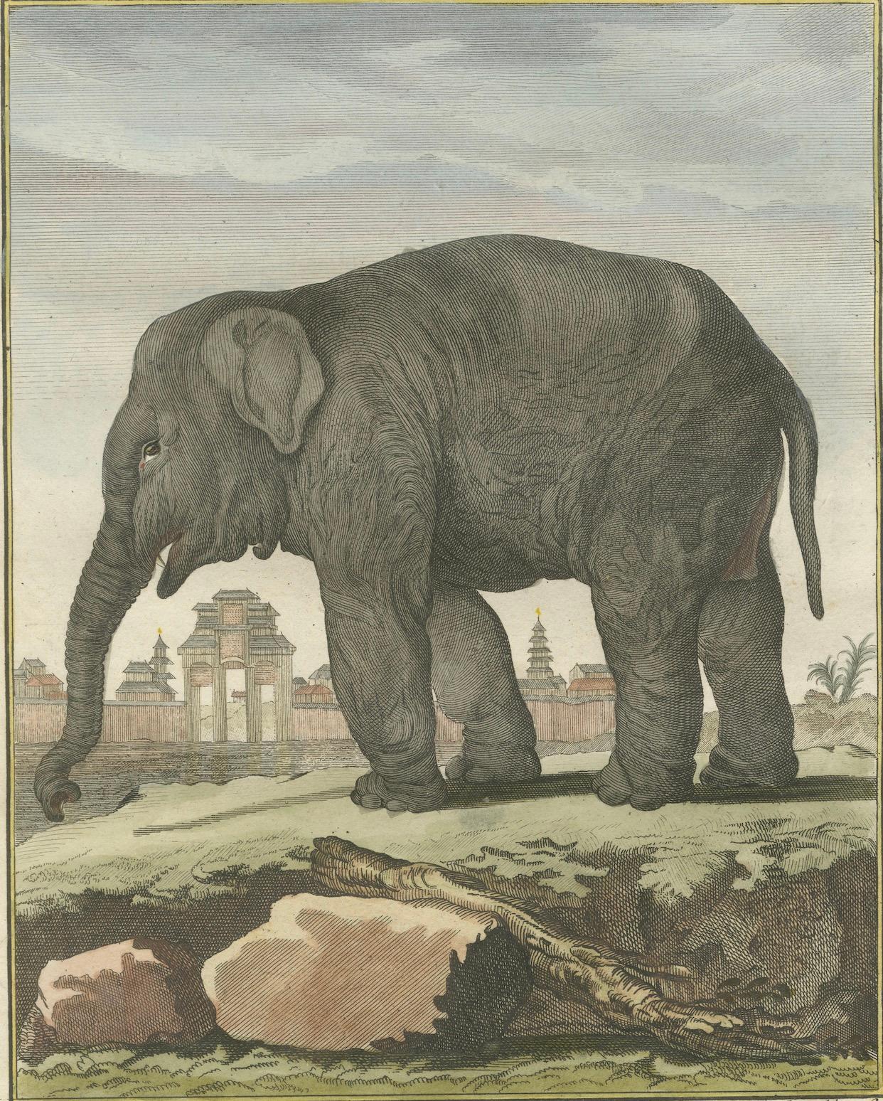 Charming Elephant Pair, Antique Hand-Coloured Prints by Buffon, 1769