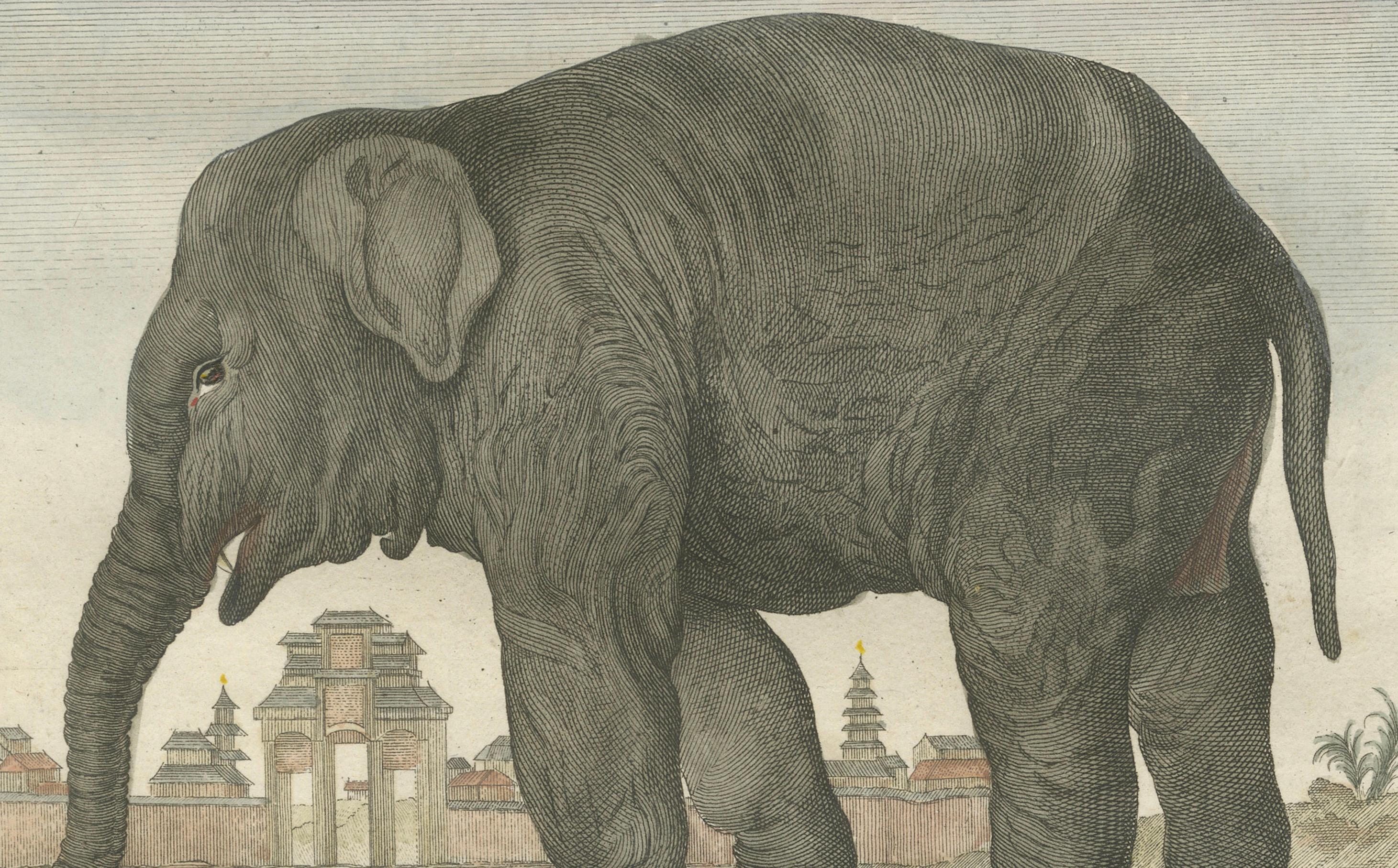 Charming Elephant Pair, Antique Hand-Coloured Prints by Buffon, 1769