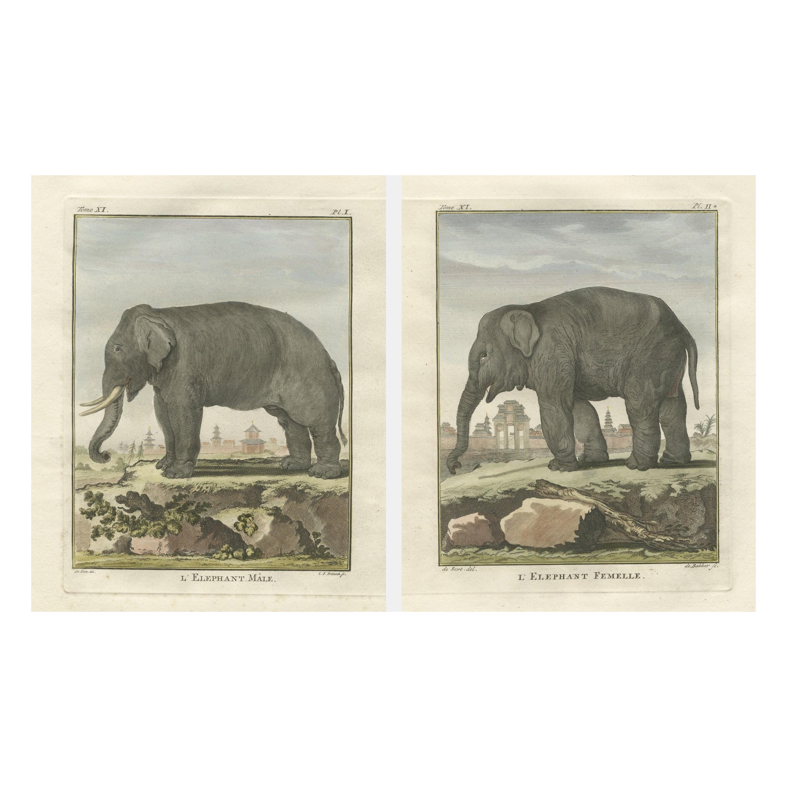 Charmante paire d
éléphants, estampes anciennes coloriées à la main par Buffon, 1769
