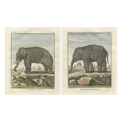 Charming Elephant Pair, Antique Hand-Coloured Prints by Buffon, 1769