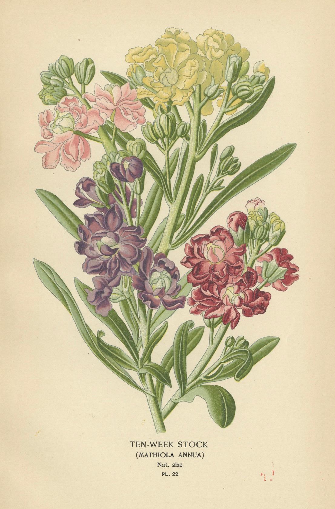 Charmante Blumen aus der viktorianischen Ära: Eine Sammlung antiker Drucke, 1896 im Zustand „Gut“ im Angebot in Langweer, NL