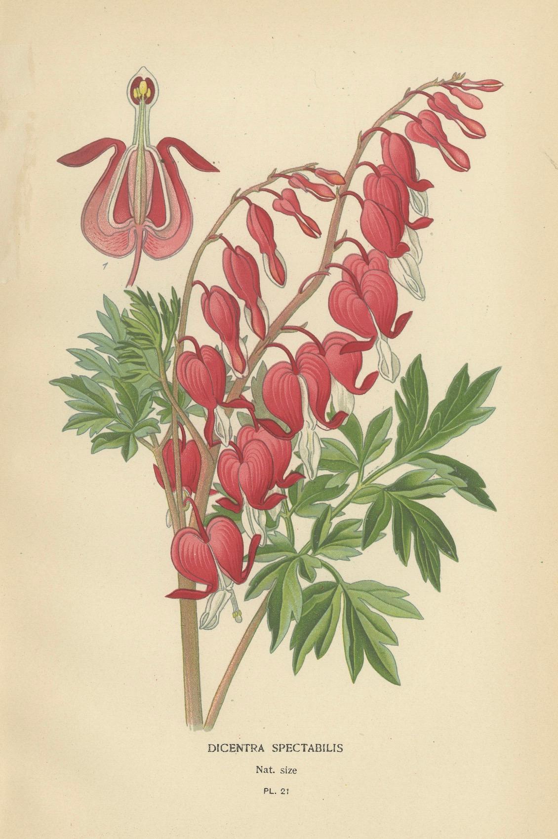Fin du XIXe siècle Charmantes fleurs de l'ère victorienne : une collection d'impressions anciennes, 1896 en vente