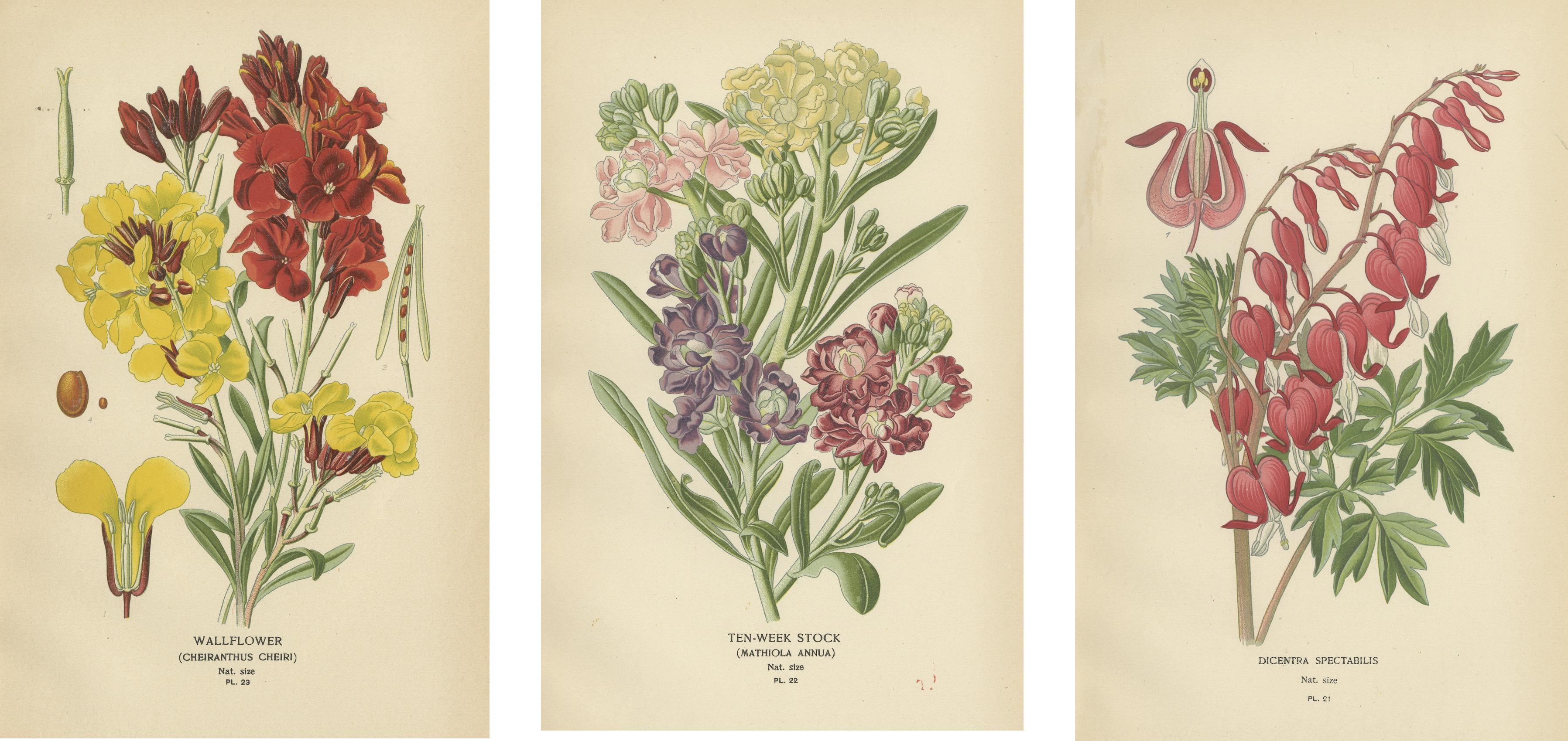 Papier Charmantes fleurs de l'ère victorienne : une collection d'impressions anciennes, 1896 en vente