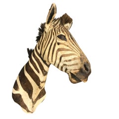 Charming Grant's Zebra Trophy Mount