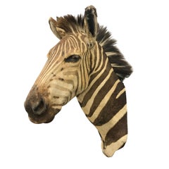 Charming Grant's Zebra Trophy Mount