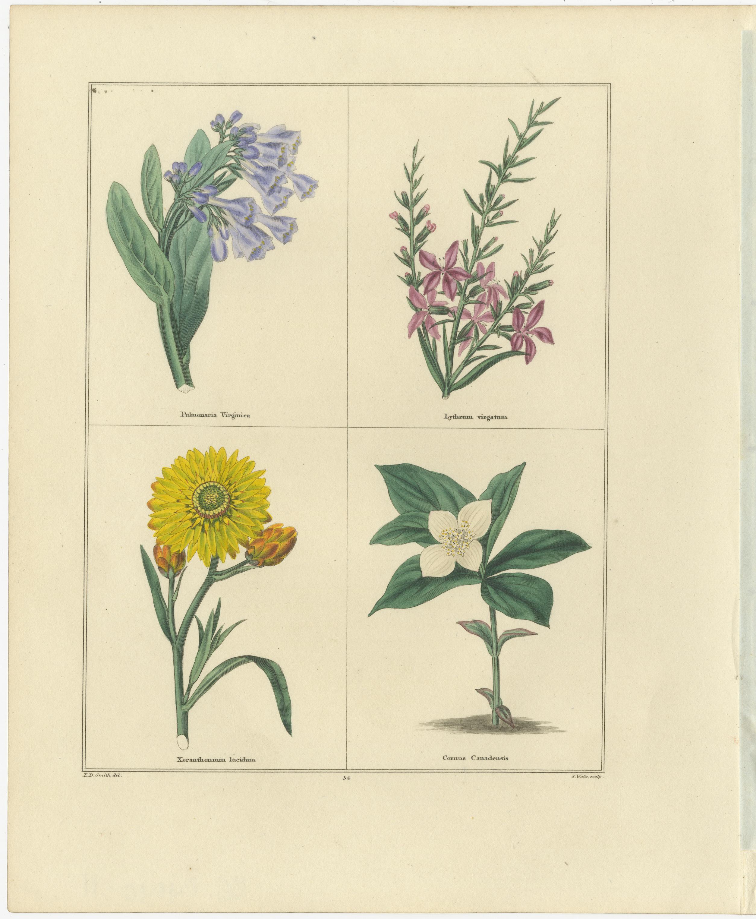 Charming Pair of Antique Floral Engravings for Wall Décor, 1828