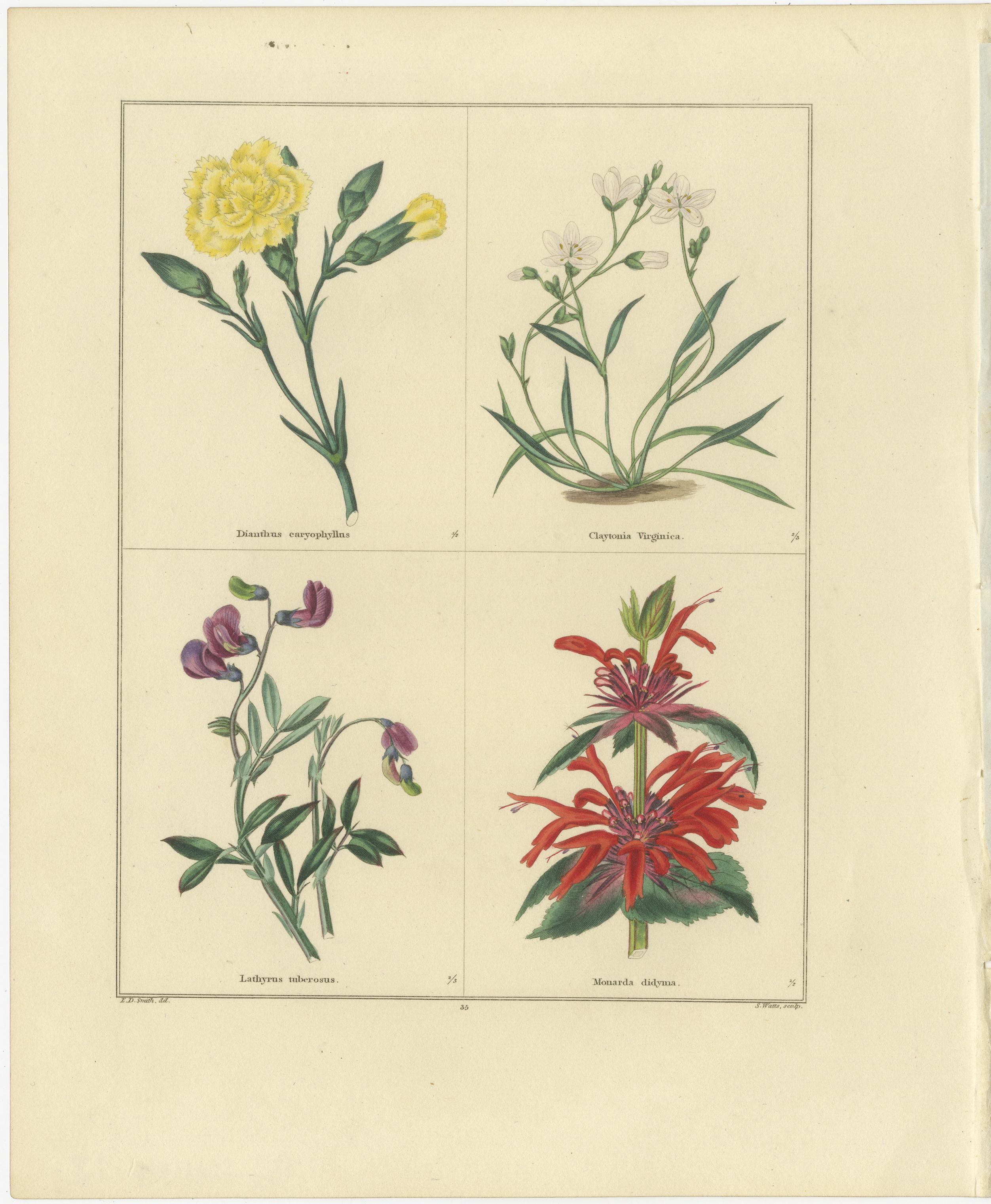 Charming Pair of Antique Floral Engravings for Wall Décor, 1828