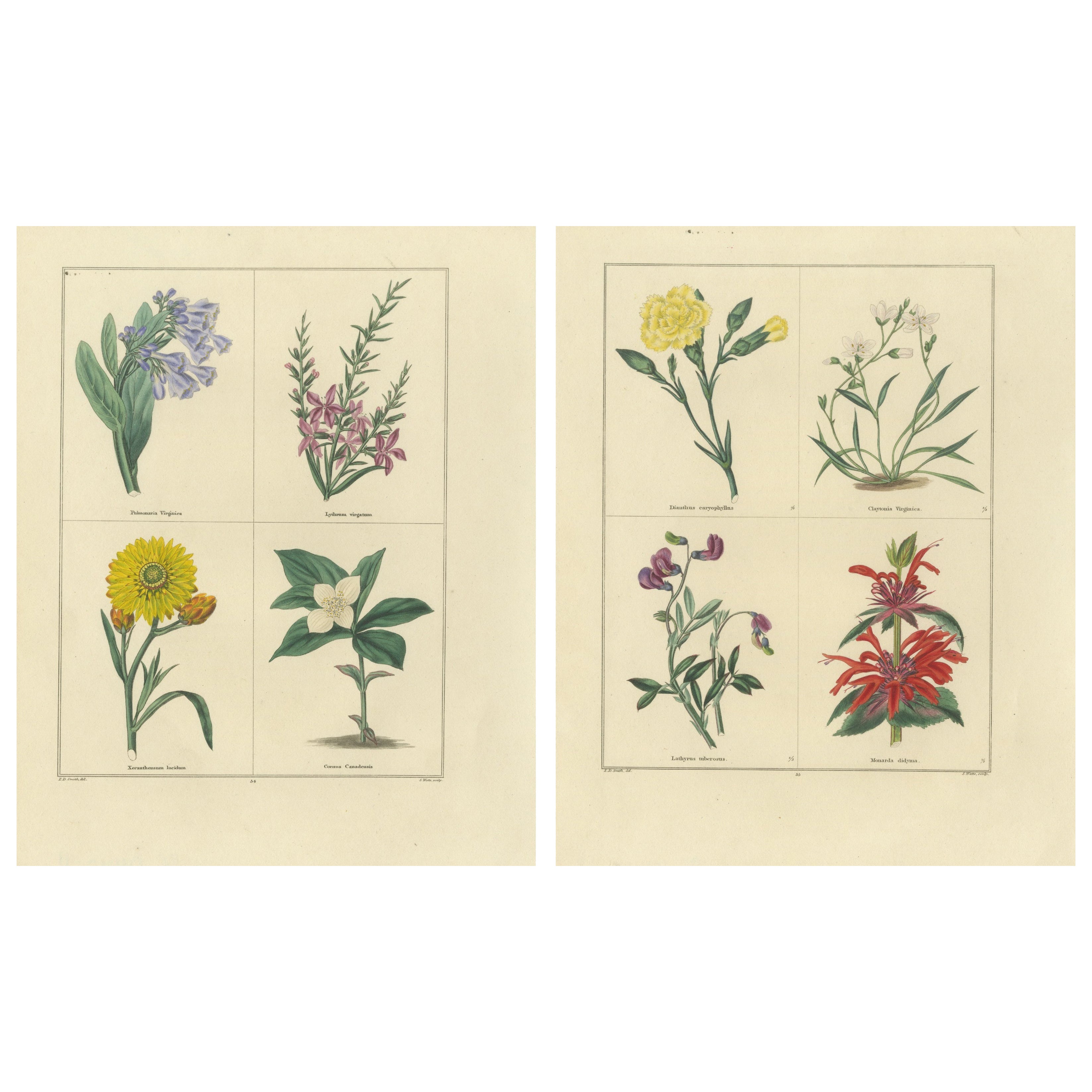 Charming Pair of Antique Floral Engravings for Wall Décor, 1828