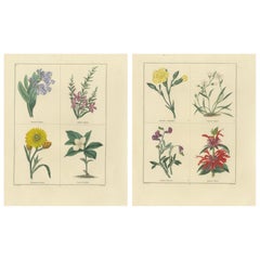 Charming Pair of Antique Floral Engravings for Wall Décor, 1828