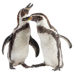 Antique Charming Pair of Victorian Taxidermy Penguins, 19th Century