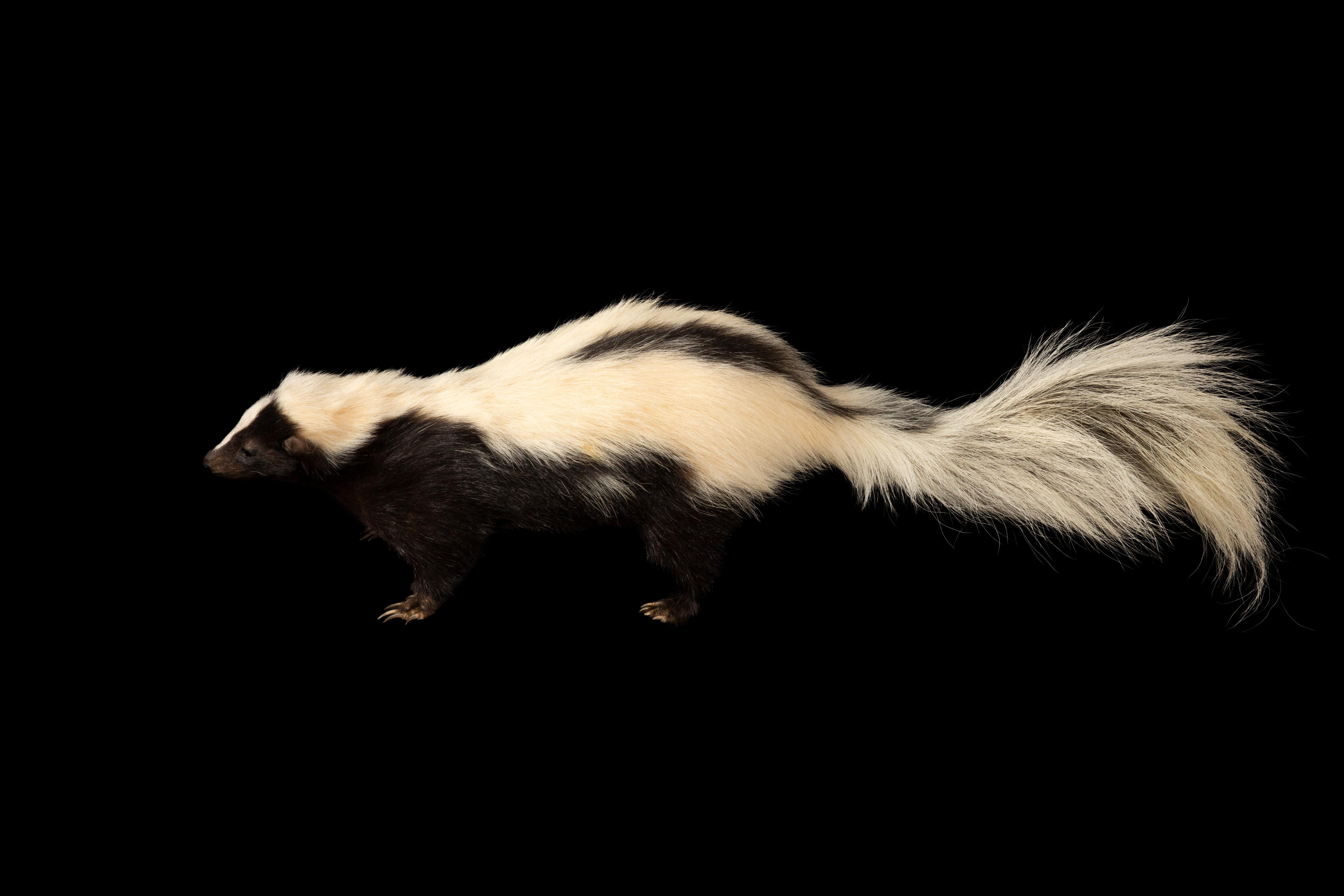 Meticulously crafted black and white taxidermy skunk, elegantly mounted to captivate the eye and heart alike. Immerse yourself in the essence of sophistication as you welcome your very own charismatic Pepe le Pew into your decor. This stunning piece