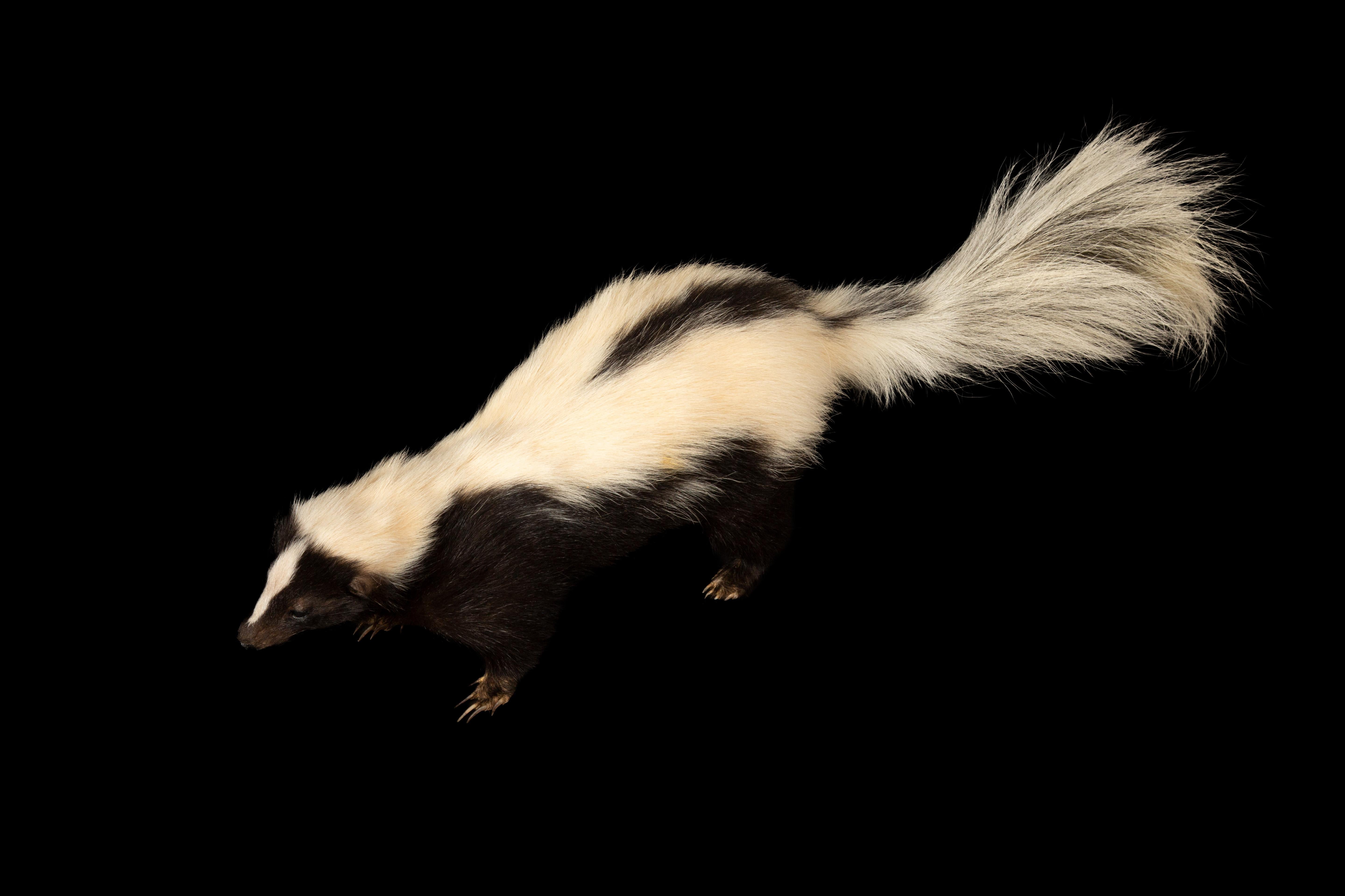 Victorian Charming Pepe le Pew: Black and White Taxidermy Skunk Delight For Sale