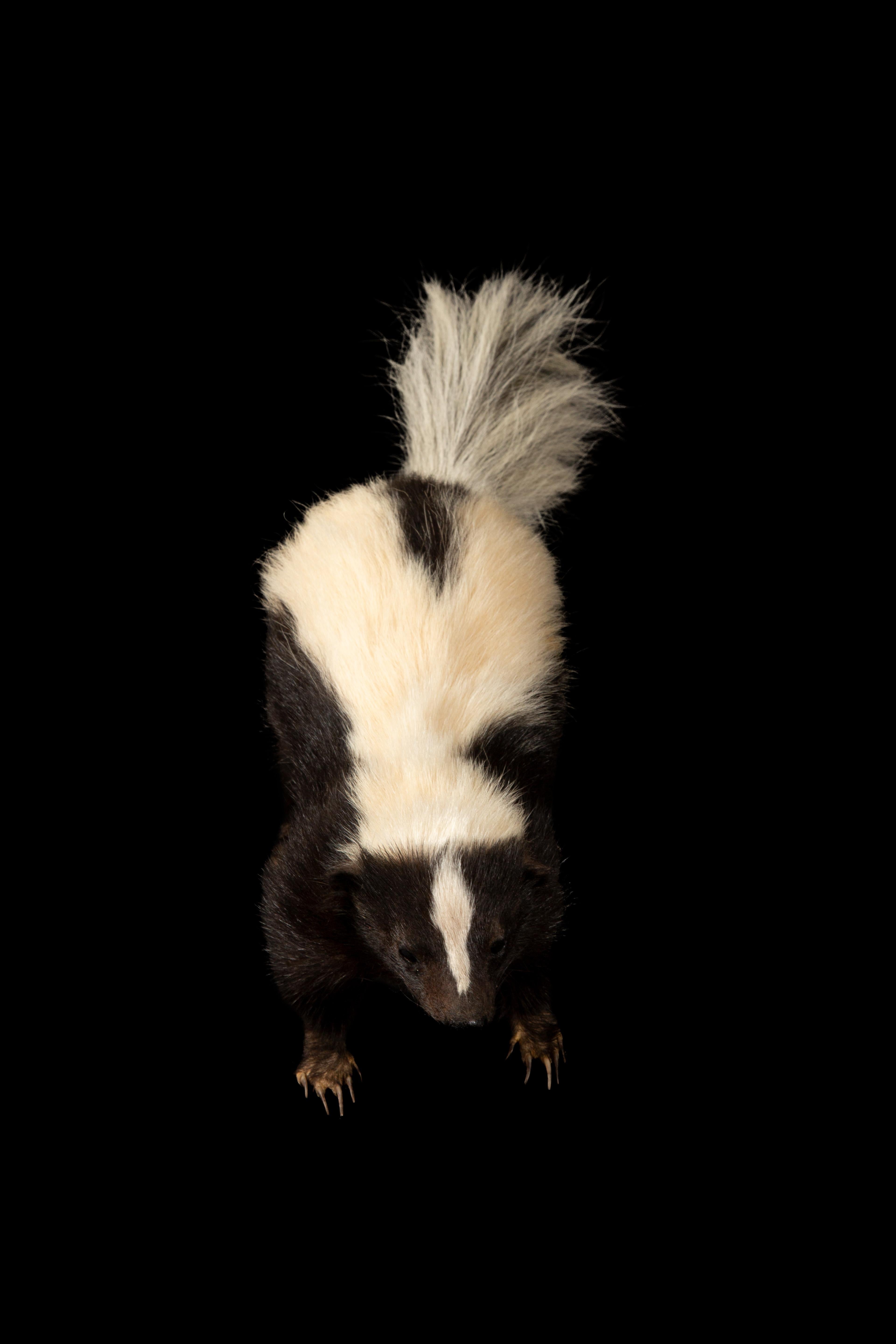 American Charming Pepe le Pew: Black and White Taxidermy Skunk Delight For Sale