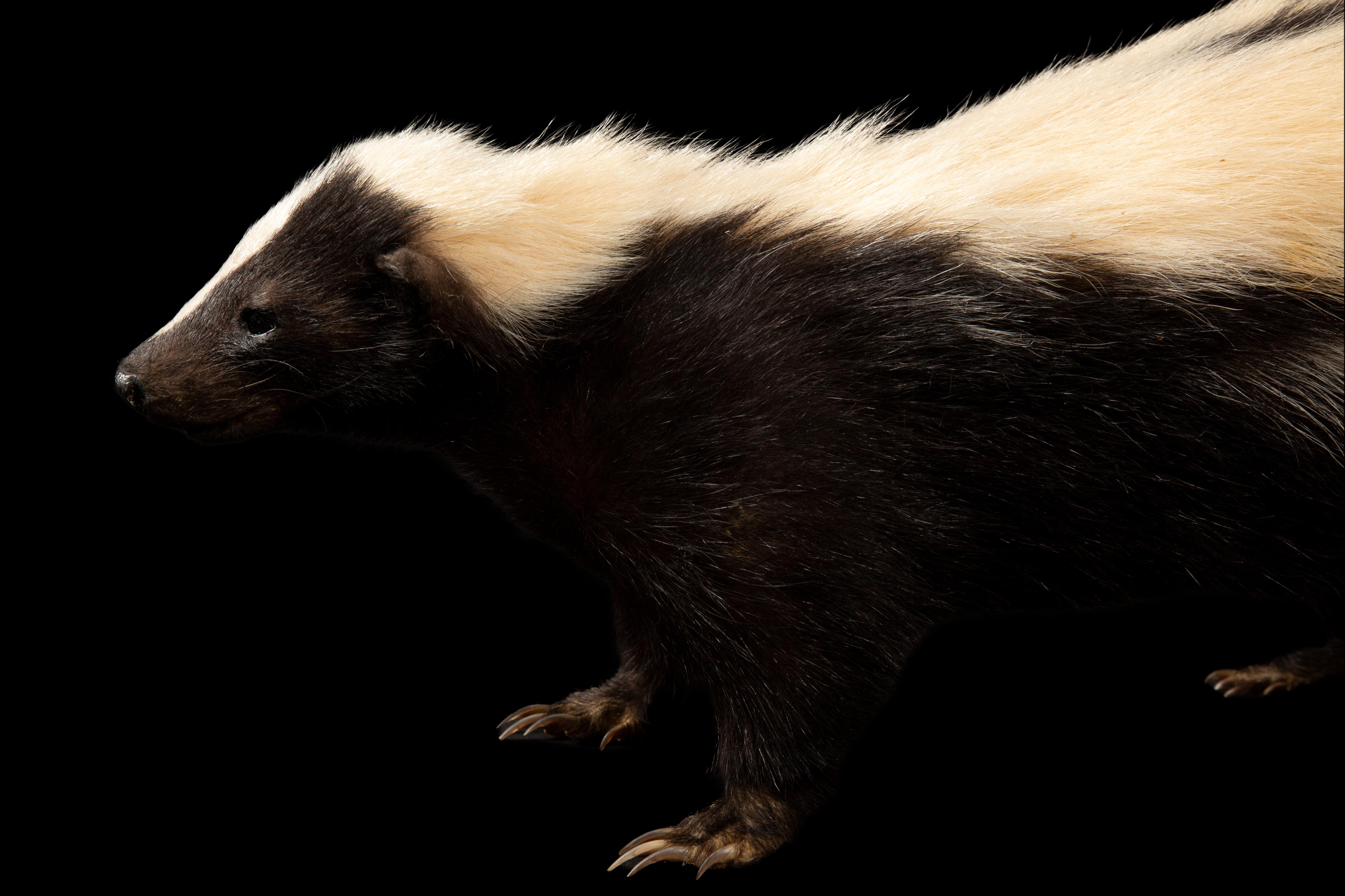 Charming Pepe le Pew: Black and White Taxidermy Skunk Delight In New Condition For Sale In New York, NY