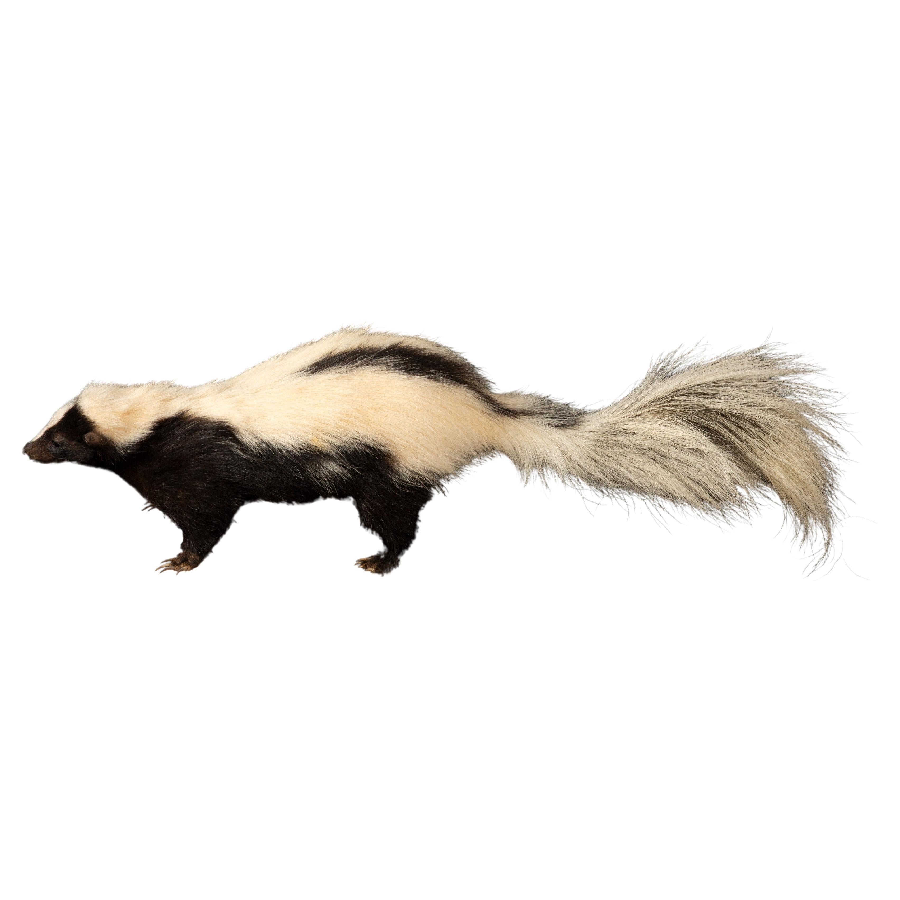 Charming Pepe le Pew: Black and White Taxidermy Skunk Delight For Sale