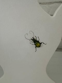 Charming silhouette vase with sculpted hand painted beetle