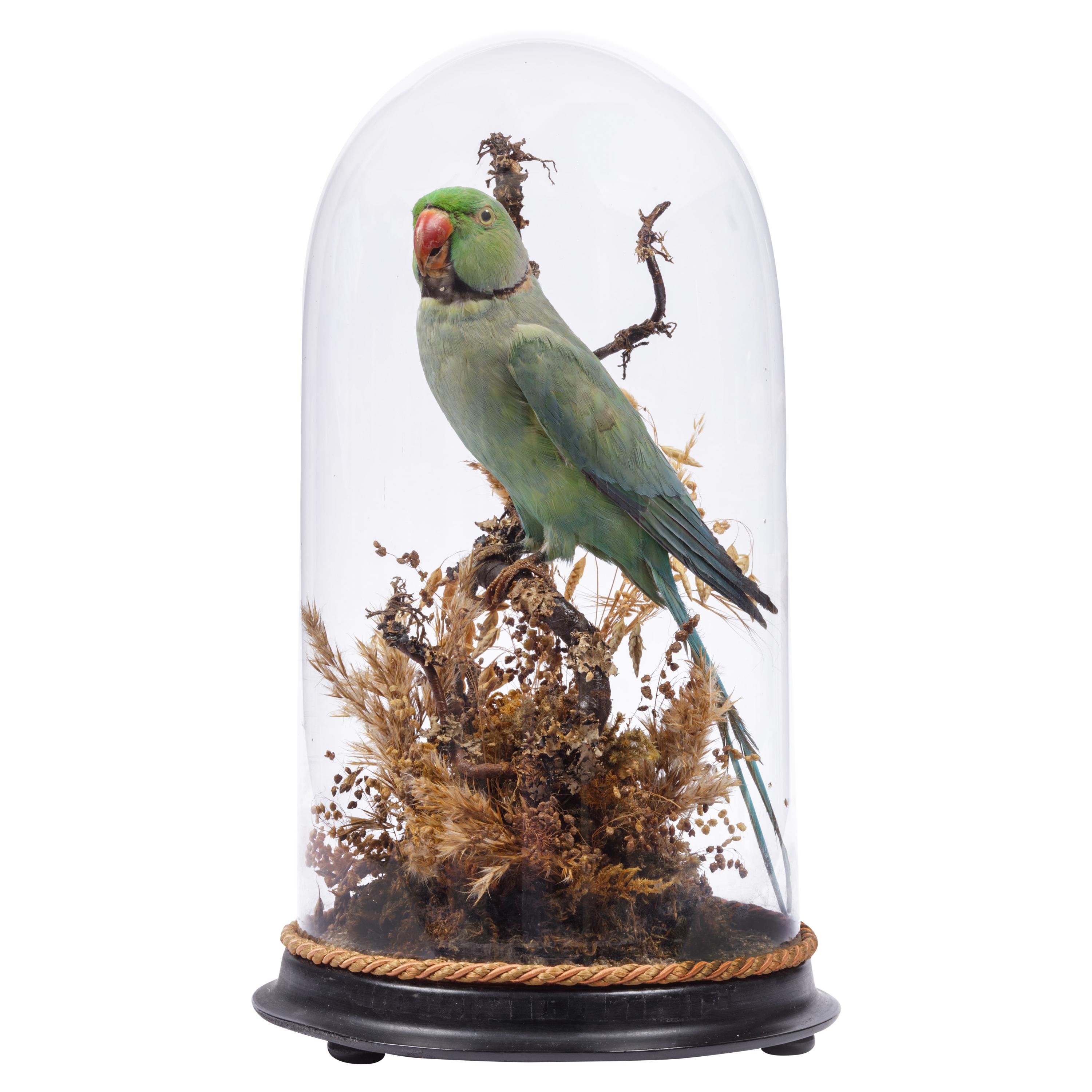 Charming Victorian Taxidermy Dome with Ring-Necked Parakeet
