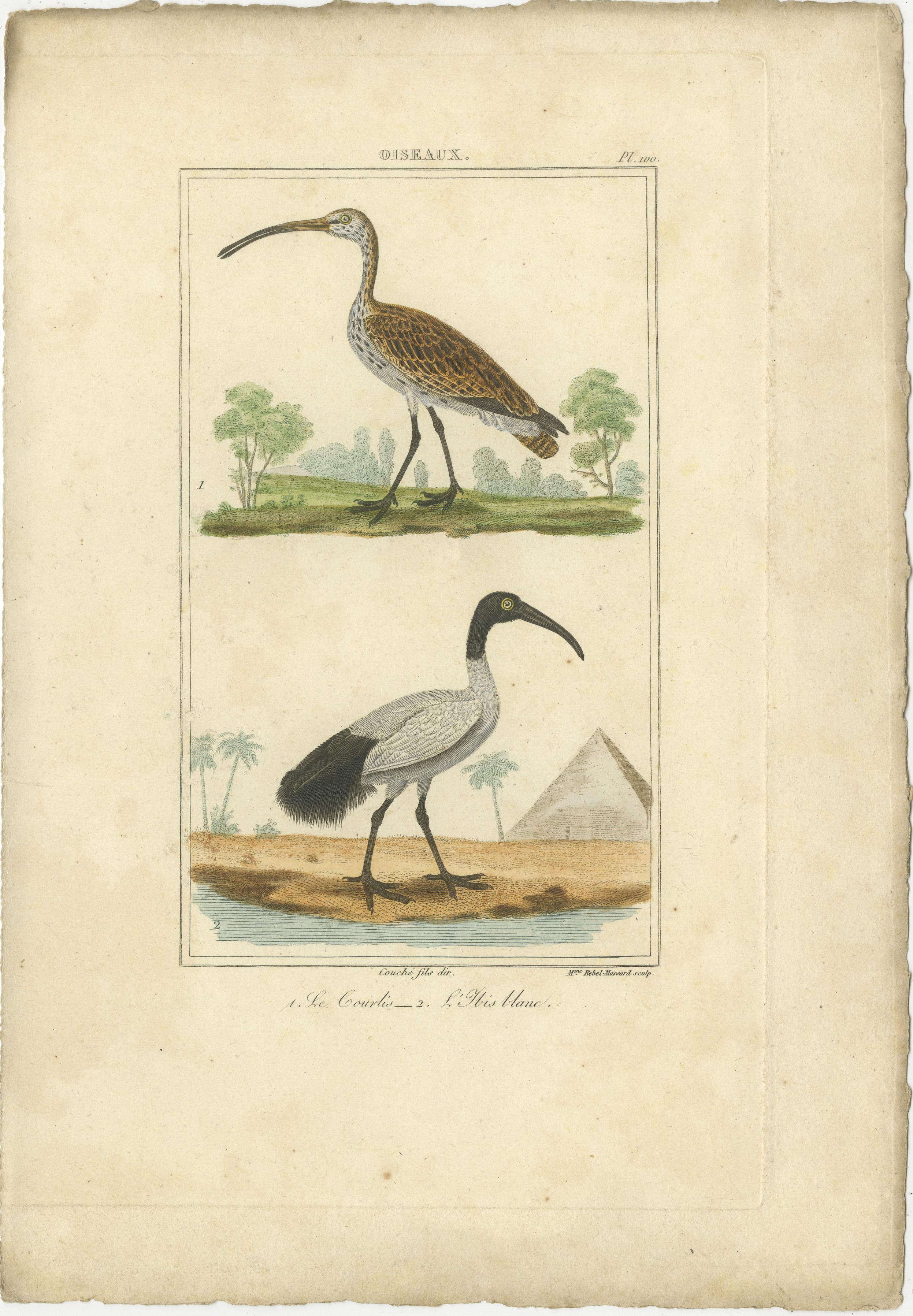 Diese  handkolorierte Stiche sind verschiedene von Buffon veröffentlichte Vogelillustrationen.
 
Sie stammen aus dem Werk von Georges-Louis Leclerc, Comte de Buffon, einem berühmten französischen Naturforscher. Diese Vogelillustrationen stammen aus