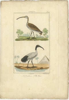 Charming Vintage Hand-colored Bird Illustrations by Buffon, circa 1780