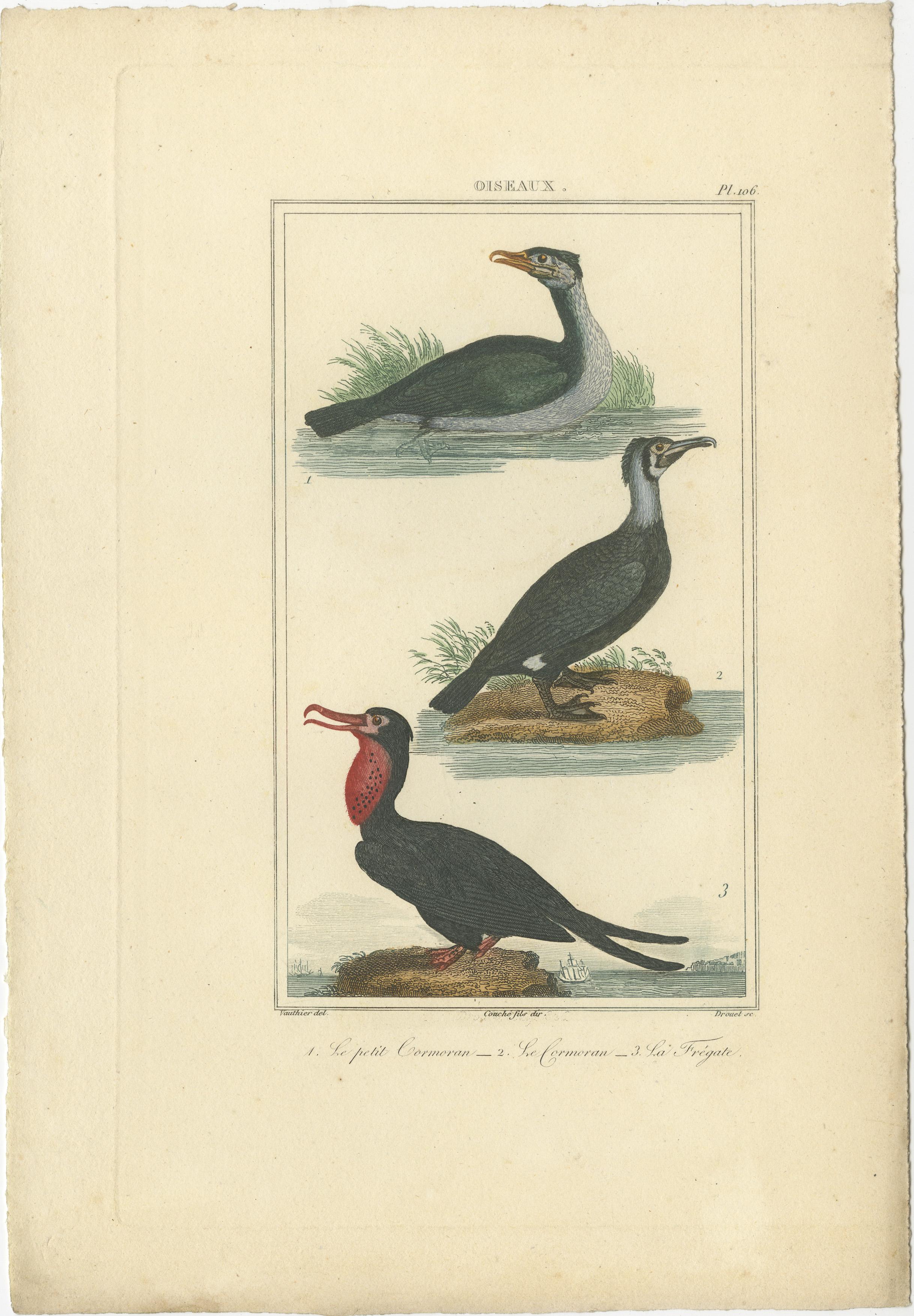 Charmante handkolorierte Vogelillustrationen von Buffon, circa 1780 (Graviert) im Angebot