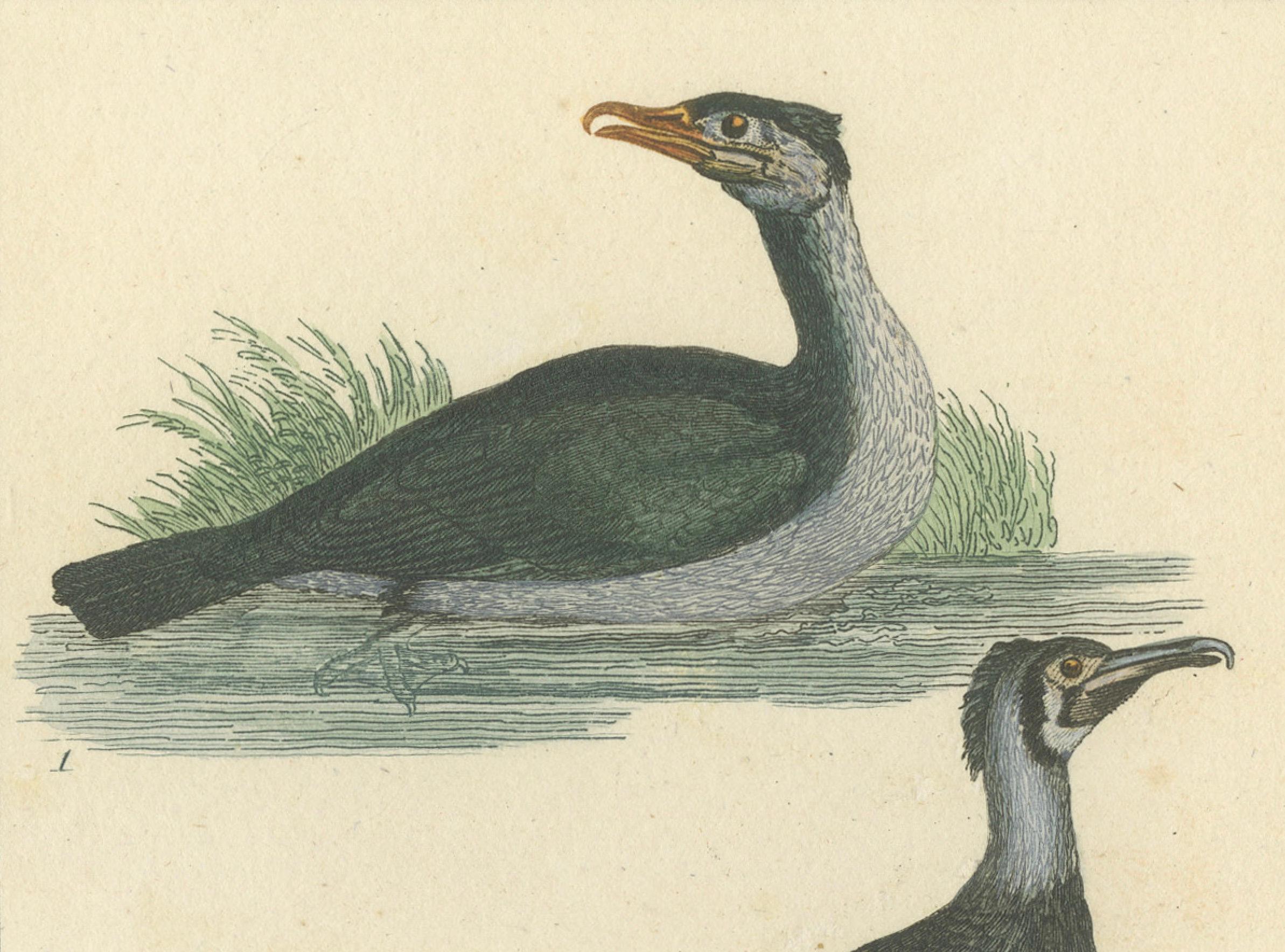 Charmante handkolorierte Vogelillustrationen von Buffon, circa 1780 im Zustand „Gut“ im Angebot in Langweer, NL