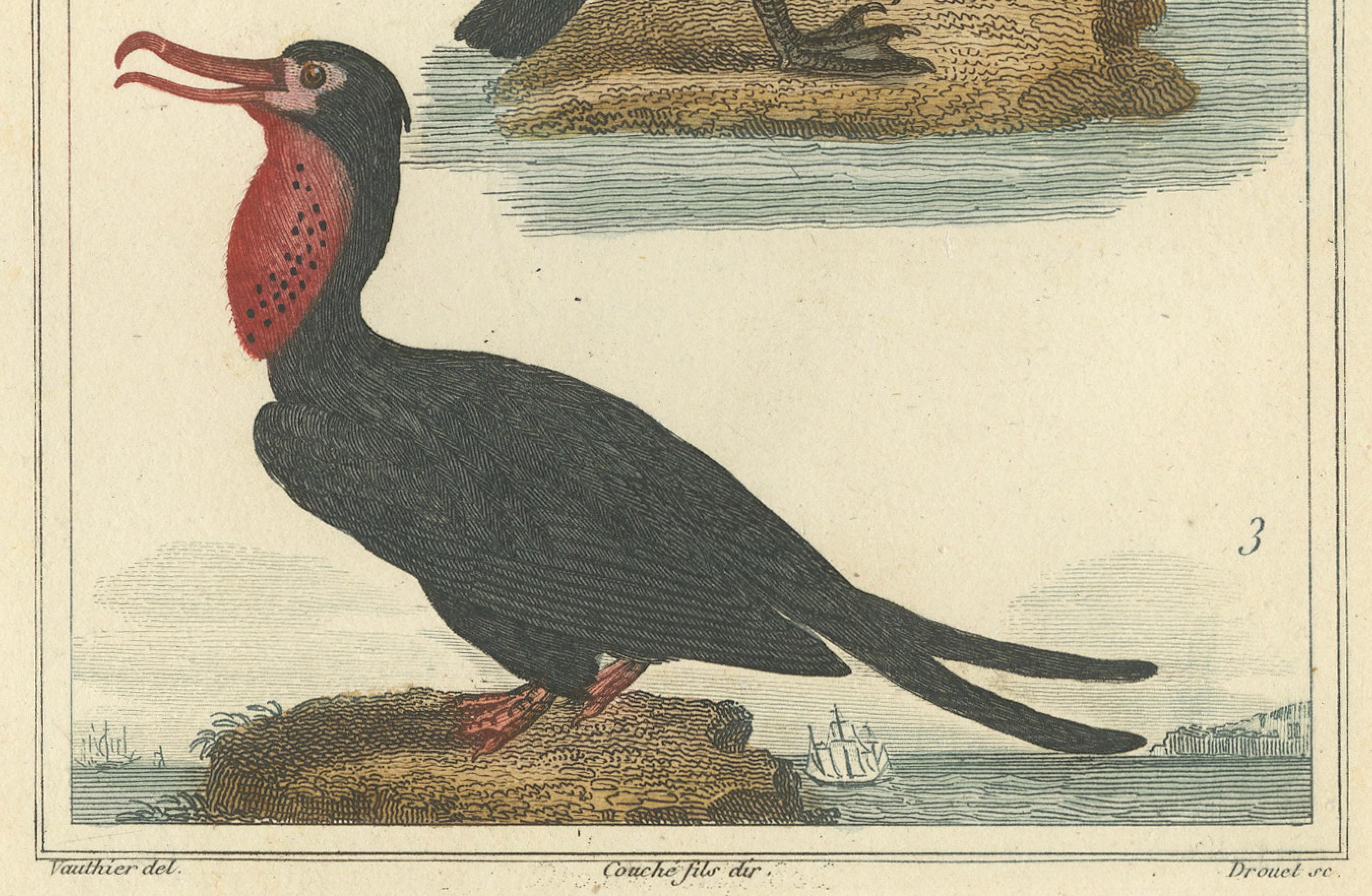 Charmante handkolorierte Vogelillustrationen von Buffon, circa 1780 (18. Jahrhundert) im Angebot