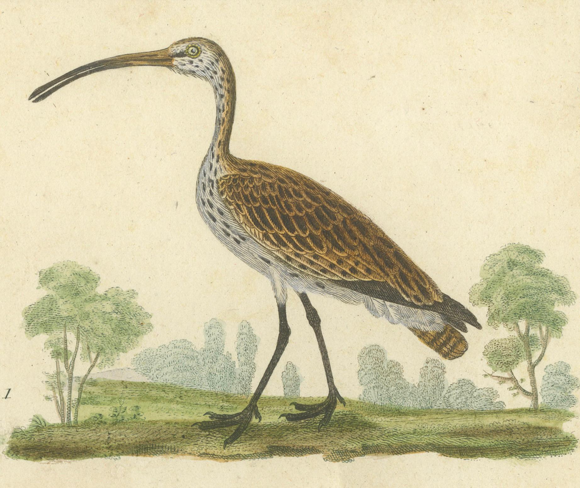 Charmante handkolorierte Vogelillustrationen von Buffon, circa 1780 (Papier) im Angebot