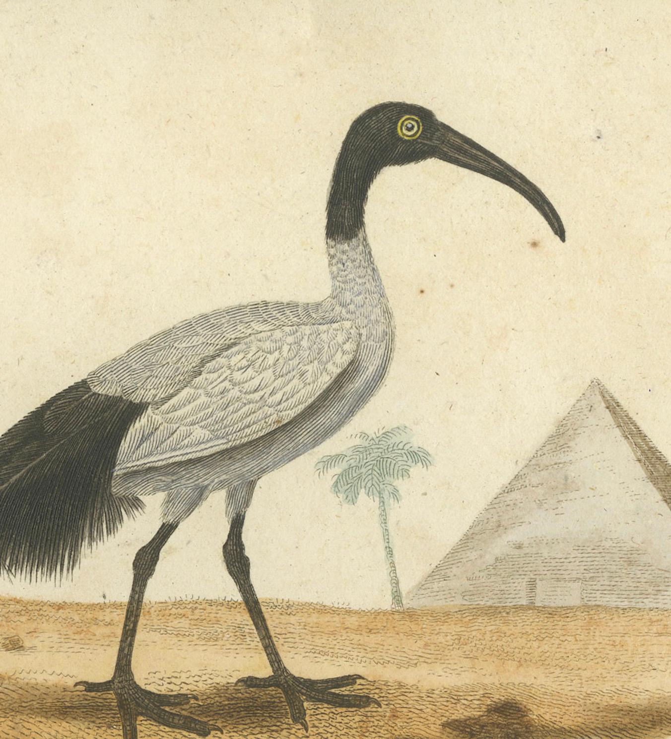 Charmante handkolorierte Vogelillustrationen von Buffon, circa 1780 im Angebot 1