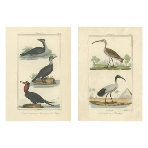 Charming Vintage Hand-colored Bird Illustrations by Buffon, circa 1780