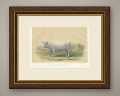 Charolais Cow, Antique French Cattle Print after Jadin, 1873