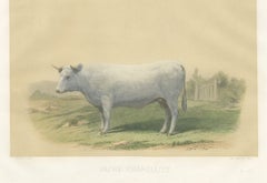 Charolais Cow, Antique French Cattle Print after Jadin, 1873
