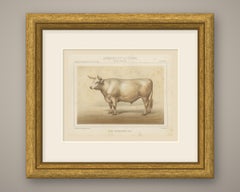 Charolais Ox, French Cattle Breed, Antique Chromolithograph by Borie, 1863