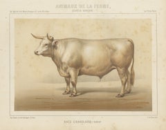 Charolais Ox, French Cattle Breed, Antique Chromolithograph by Borie, 1863