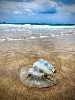 Chaya Vance, Jellyfish and Mediterranean Waves, 2020 c-print on D-sec 80x60 cm
