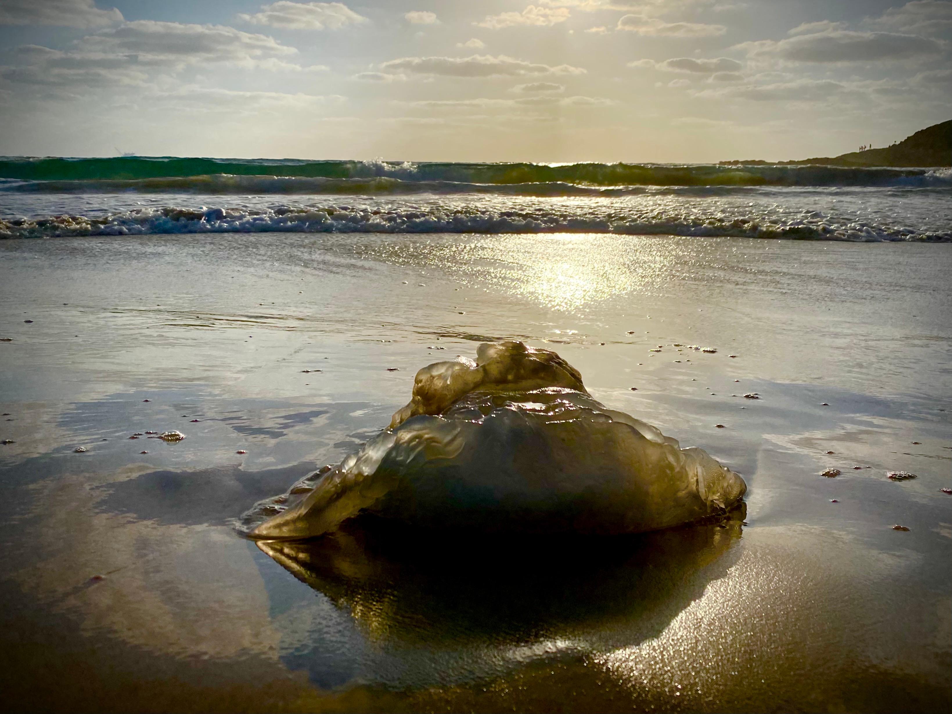 Chaya Vance 
Jellyfish at Mediterranean Dusk, 2020
Photograph, c-print on D-sec
60x81 cm
ed. 6

I am always observing, choosing to focus on the beauty in everything which surrounds me. As in life, I strive to take a “negative” and turn it into a