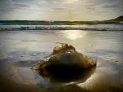 Chaya Vance, Jellyfish at Mediterranean Dusk, 2020 impression c sur D-sec 60x80 cm