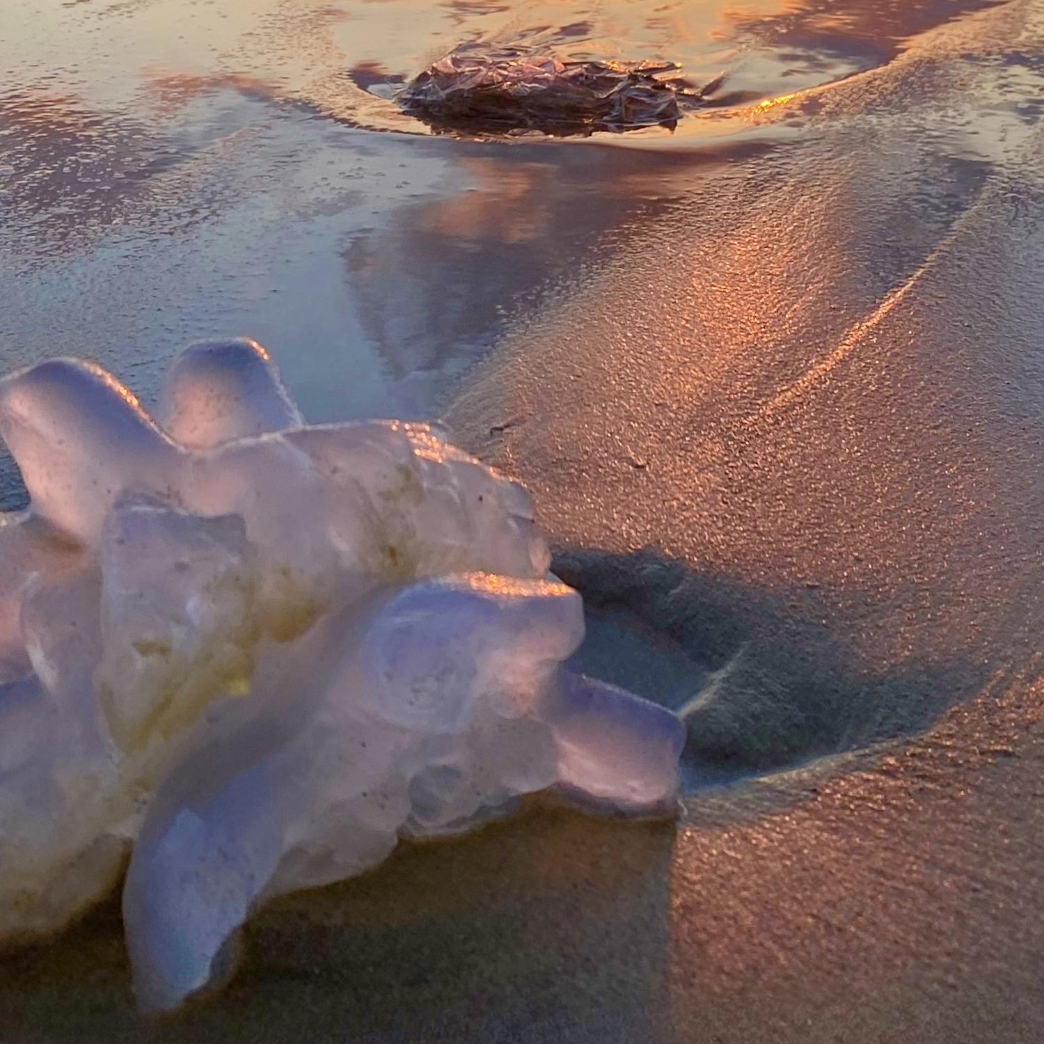 Chaya Vance, Jellyfish at Mediterranean Sunset, 2020 c-Print auf D-sec 60x80 cm im Angebot 2