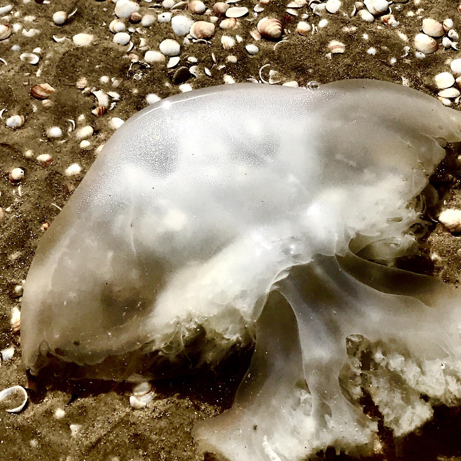 Chaya Vance, Jellyfish on Mediterranean Sand, 2020 c-print on D-sec 80x60 cm For Sale 2