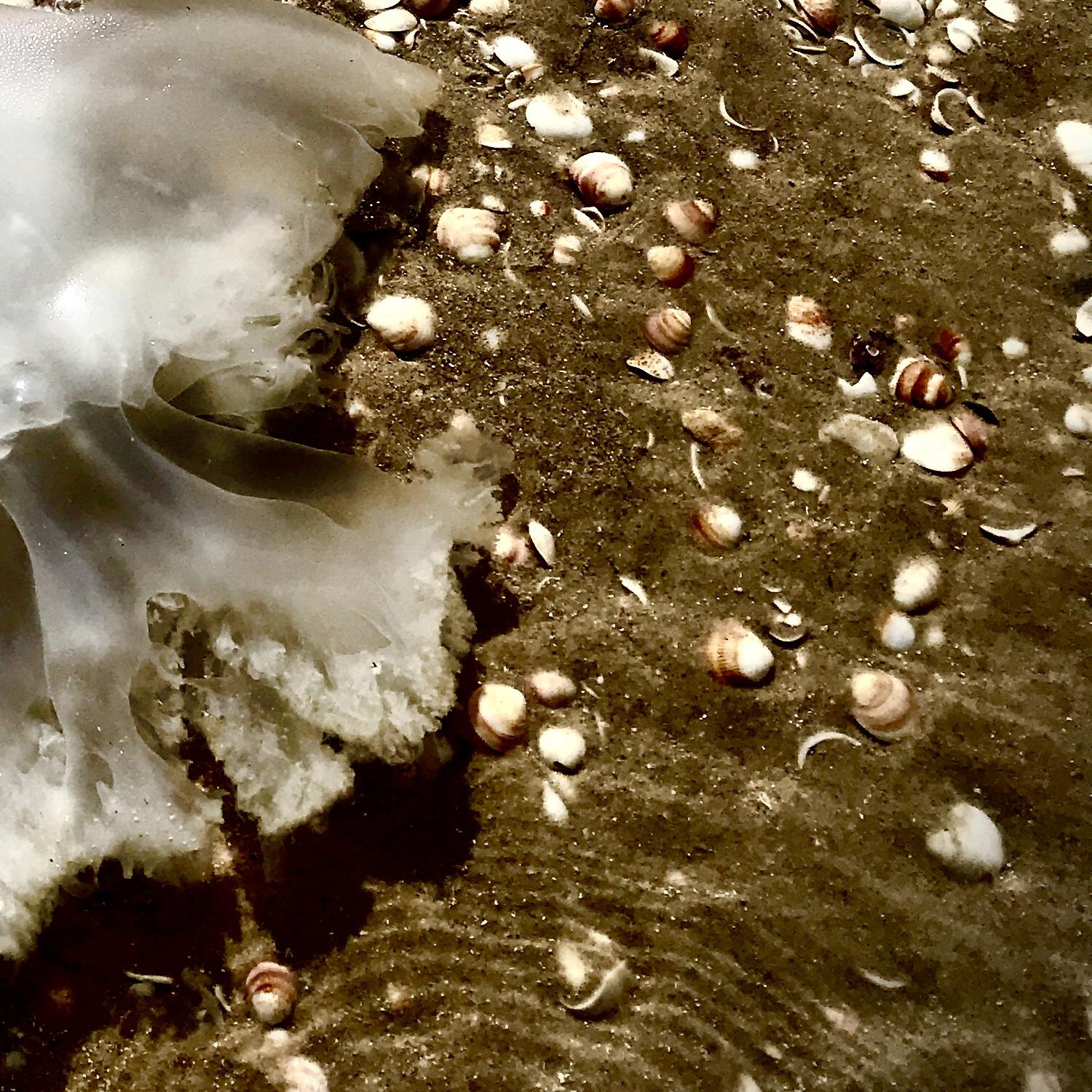 Chaya Vance, Jellyfish on Mediterranean Sand, 2020 c-print on D-sec 80x60 cm For Sale 3