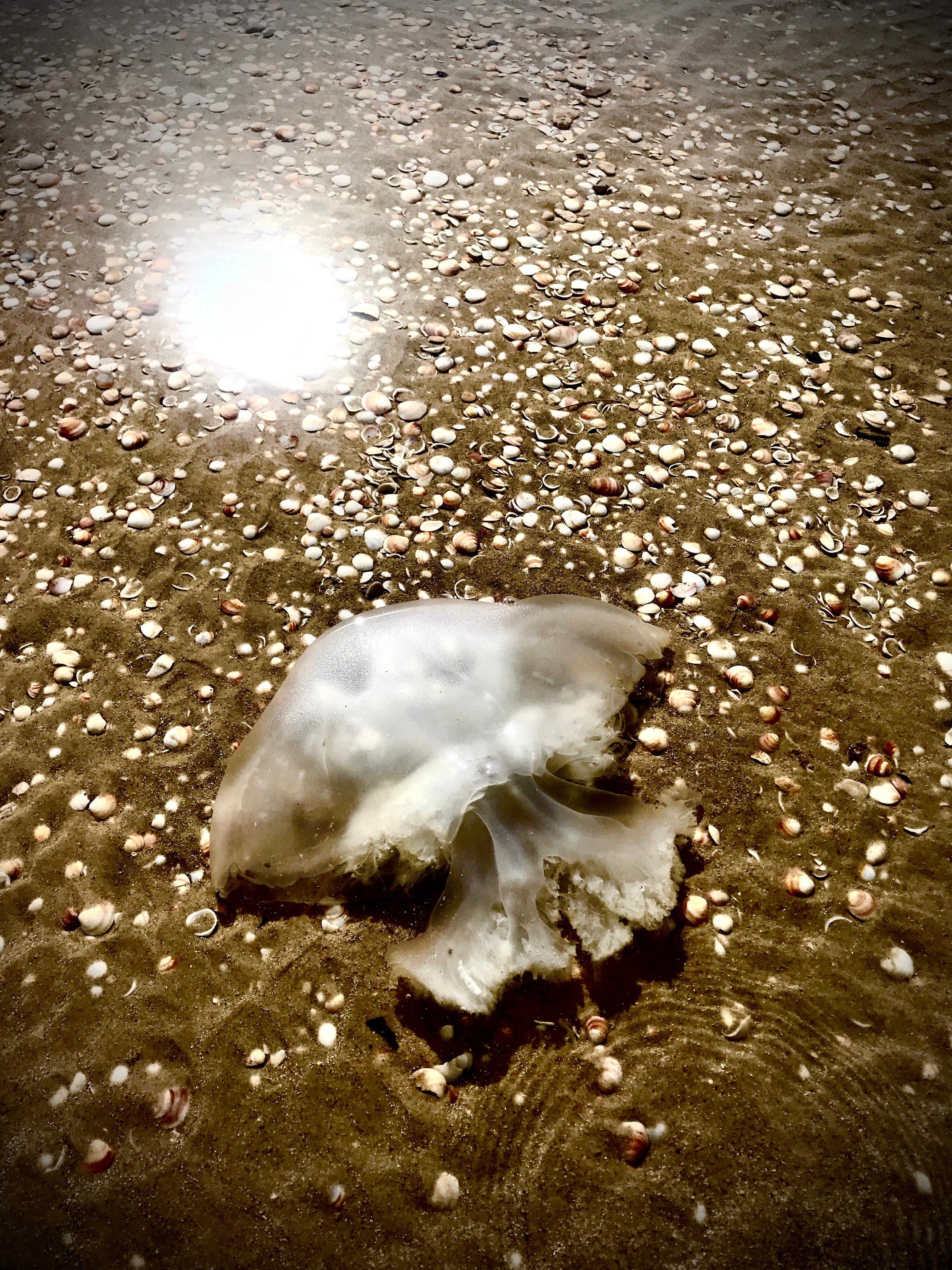 Chaya Vance 
Jellyfish on Mediterranean Sand, 2020
Photograph, c-print on D-sec
80x60 cm
ed. 6

I am always observing, choosing to focus on the beauty in everything which surrounds me. As in life, I strive to take a “negative” and turn it into a